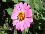 pink_flower-1920x1080