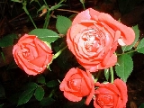 rosesb
