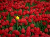 tulips2b