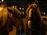 horses_at_night-1920x1200