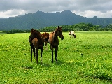 horses_on_the_field-1920x1080