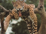 leopard_001