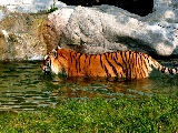 tiger_taking_a_bath-2560x1600