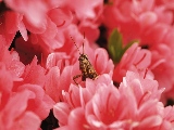 bug_in_red_flowers-1920x1200