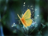 yellow_butterfly_2-1680x1050
