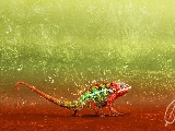 colorful_chameleon-1920x1200