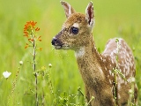 deer_in_the_field-1920x1080