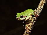 frog_on_tree-1920x1200