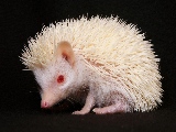 little_hedgehog-1680x1050