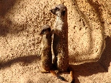 meerkats_standing-1680x1050