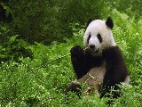 panda-1680x1050