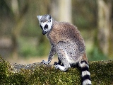 ring_tailed_lemur-1920x1080