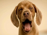 puppy_yawning-1680x1050