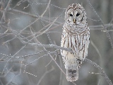 white_owl_in_a_tree-1920x1200